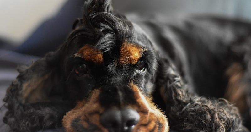 Die 10 besten Haustiere für Wohnung: Kleine Tiere, die glücklich machen