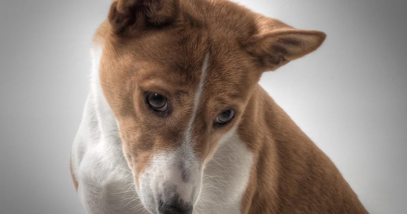 Basenji: Der stille Hund ohne Gebell im Porträt