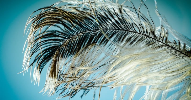 plume d'autruche