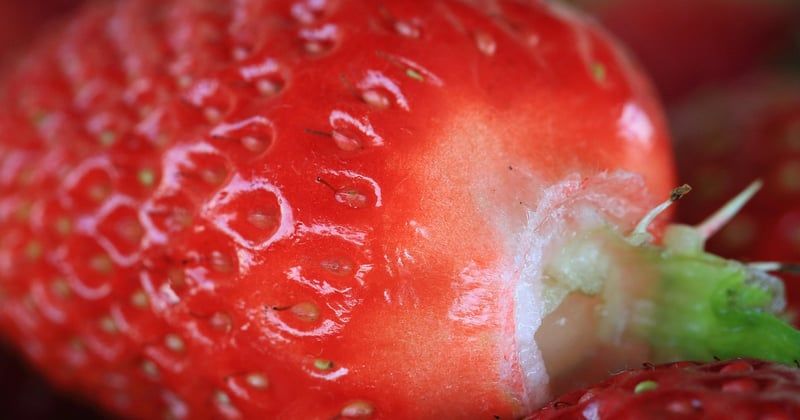 Stachelbeeren im eigenen Garten pflanzen, pflegen und ernten